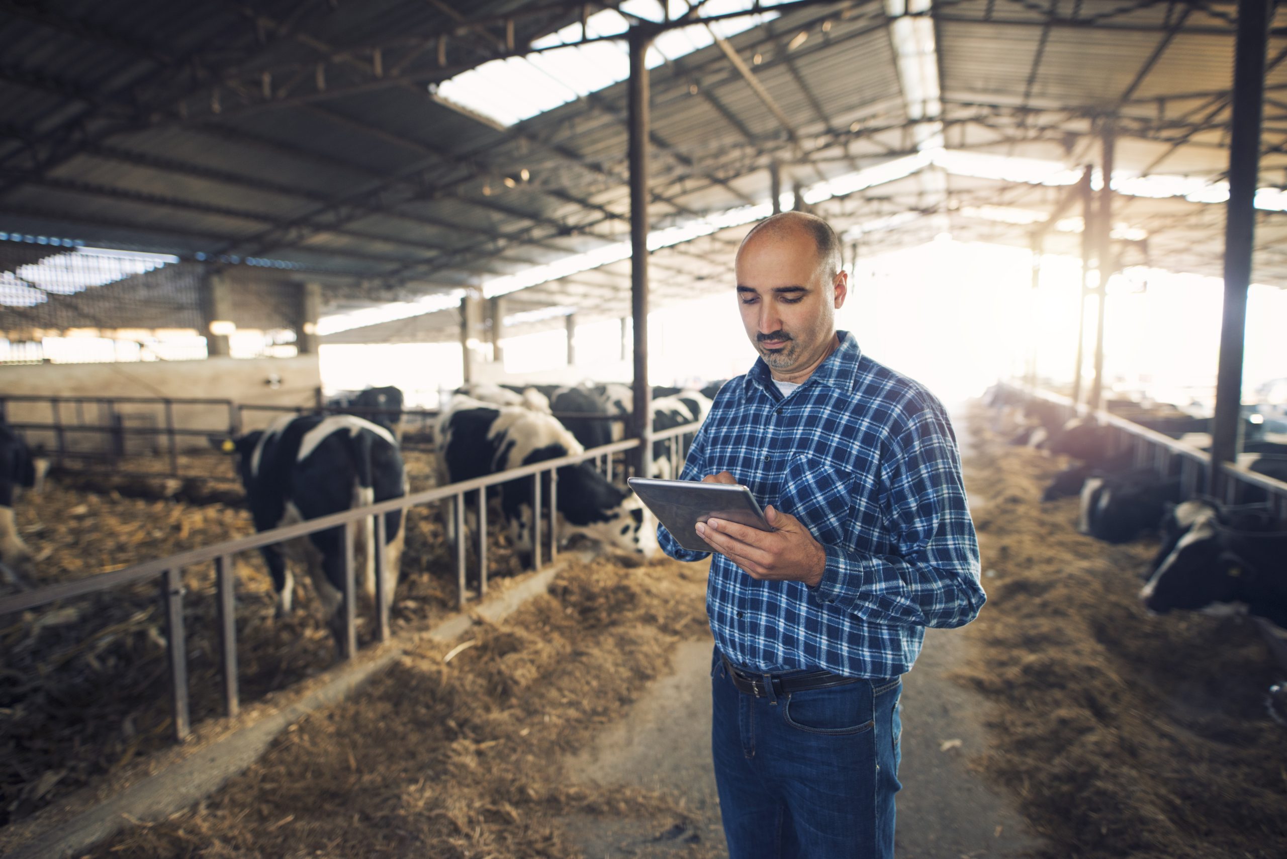 retrato de agricultor de mediana edad de pie en la granja de vacas y con tableta scaled